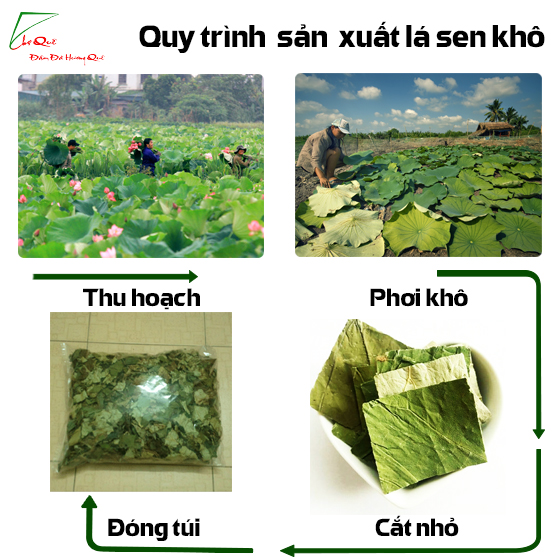 Lá sen khô có tốt không?